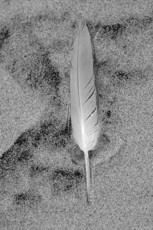Seagull Feather b&w