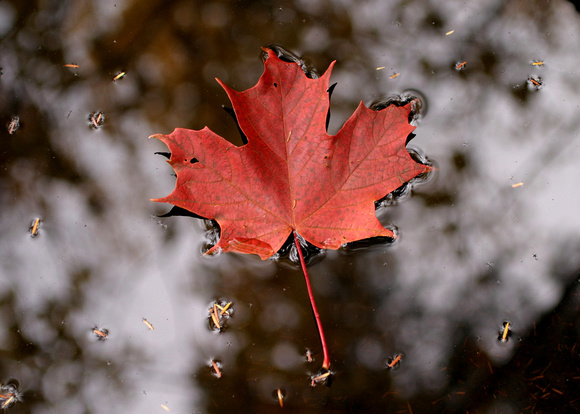 5930 Floating Red Maple Leaf.jpg