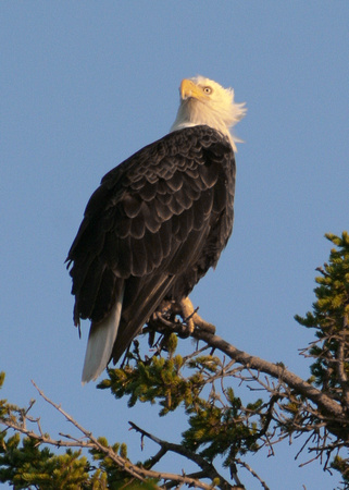 2871 Bald Eagle