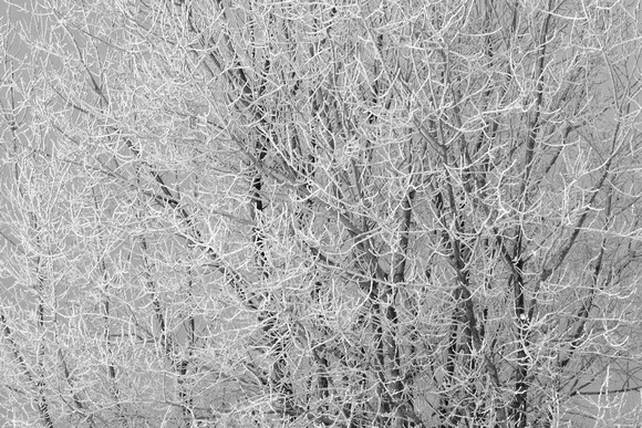 8203 Frosted Branches bw.jpg