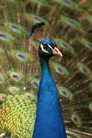 1114 Peacock