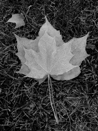 Frosted Maple Leaf b&w